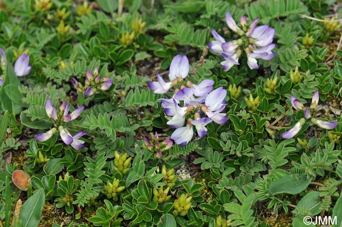 Astragalus alpinus