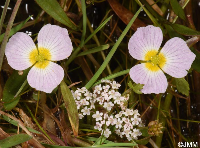 Baldellia ranunculoides & Helosciadium crassipes