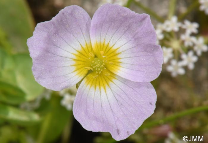 Baldellia ranunculoides