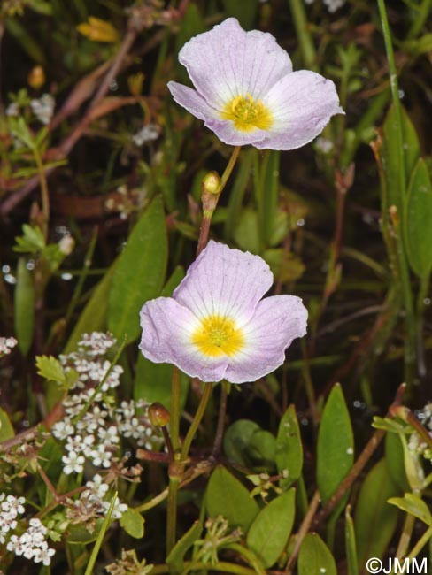 Baldellia ranunculoides & Helosciadium crassipes