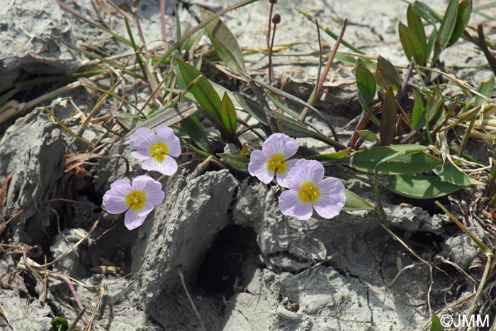 Baldellia ranunculoides