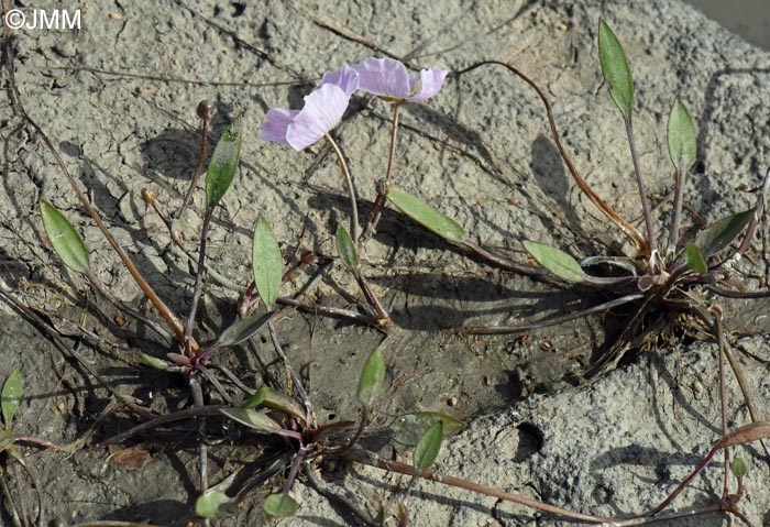 Baldellia ranunculoides