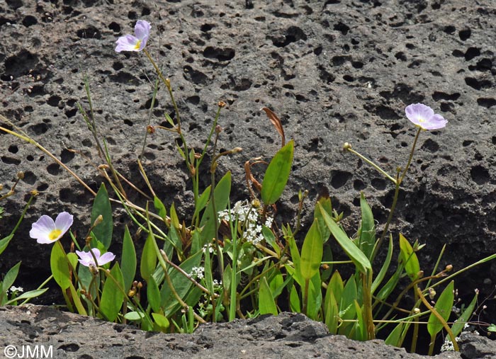 Baldellia ranunculoides