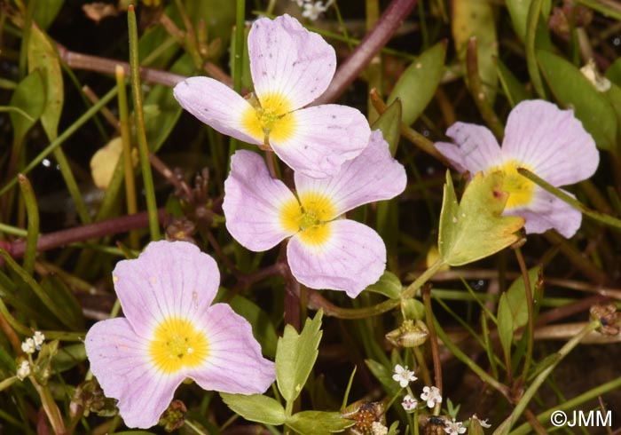 Baldellia ranunculoides