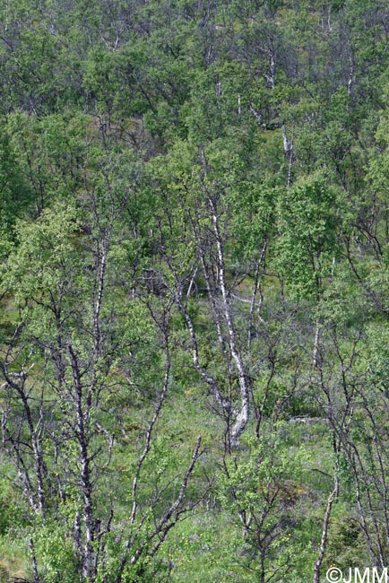 Betula pubescens subsp. czerepanovii = Betula pubescens subsp. tortuosa ss auct.