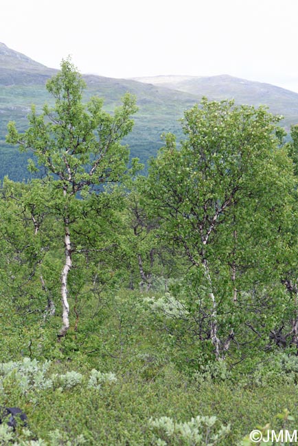 Betula pubescens subsp. czerepanovii = Betula pubescens subsp. tortuosa ss auct.