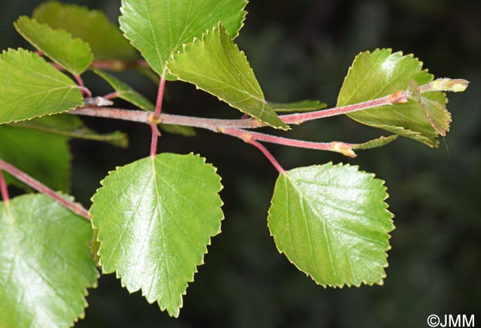 Betula pubescens subsp. czerepanovii = Betula pubescens subsp. tortuosa ss auct.