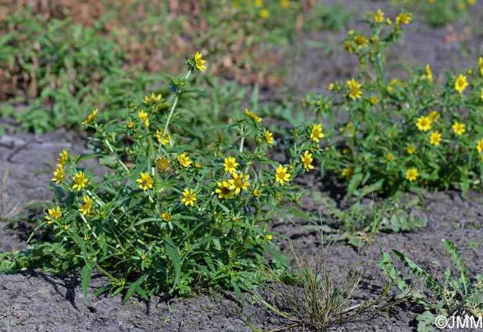 Bidens cernua