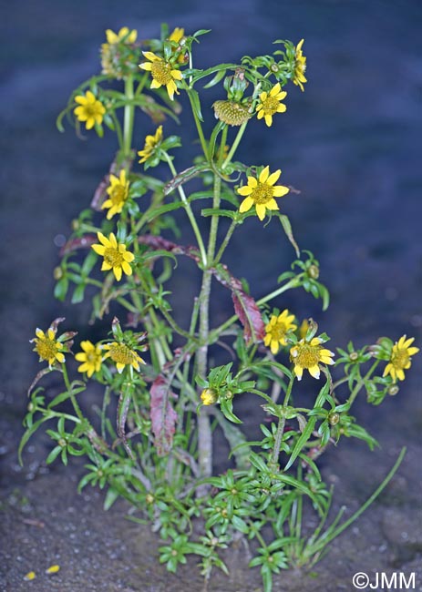 Bidens cernua