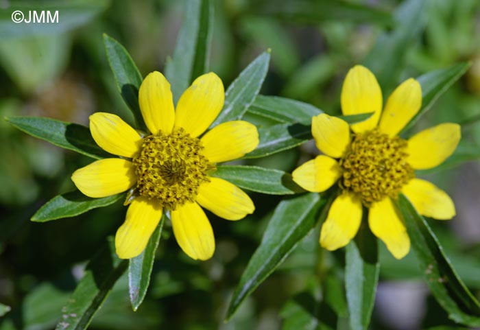 Bidens cernua