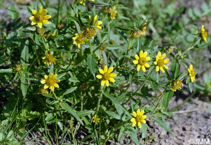 Bidens cernua