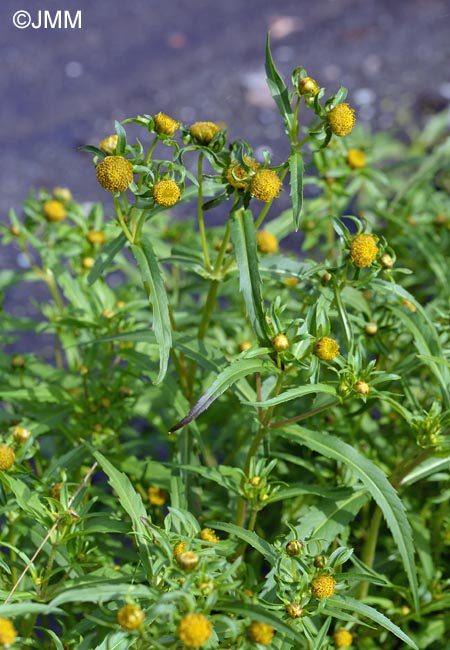 Bidens radiata