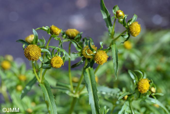Bidens radiata