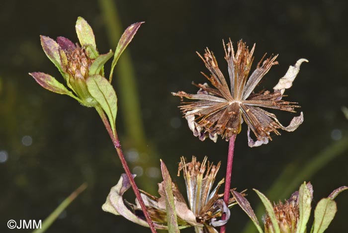 Bidens radiata