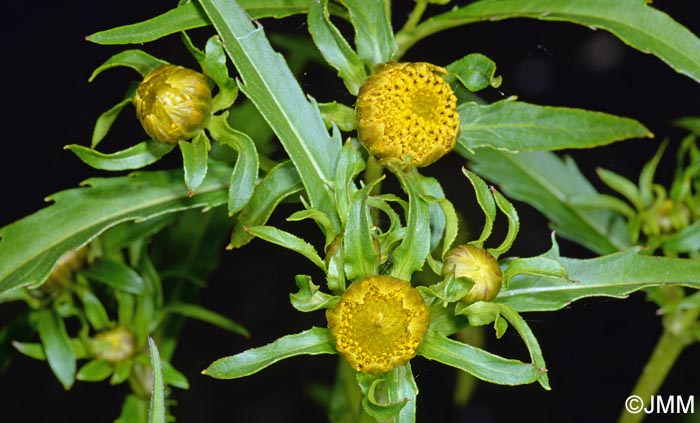 Bidens radiata