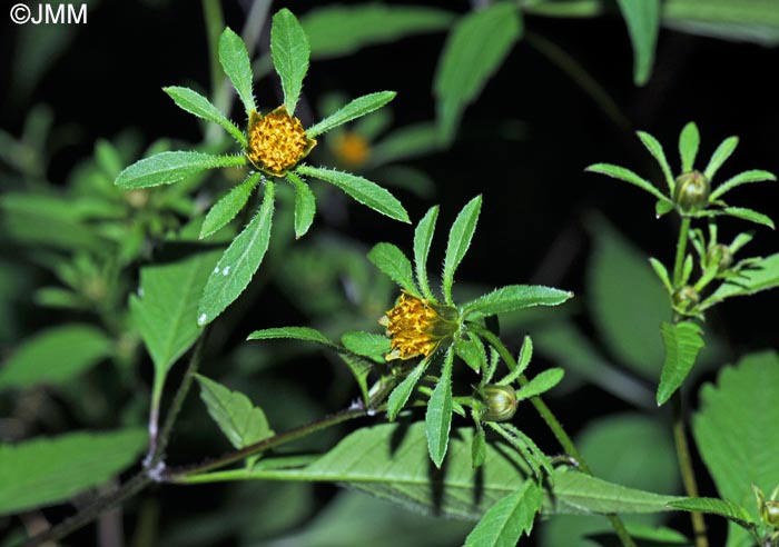 Bidens tripartita