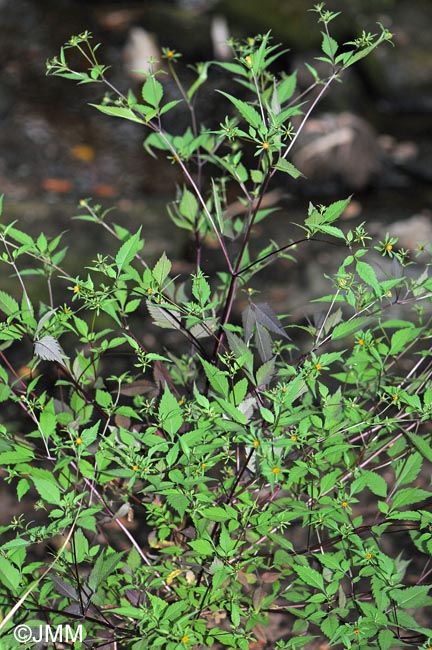 Bidens tripartita