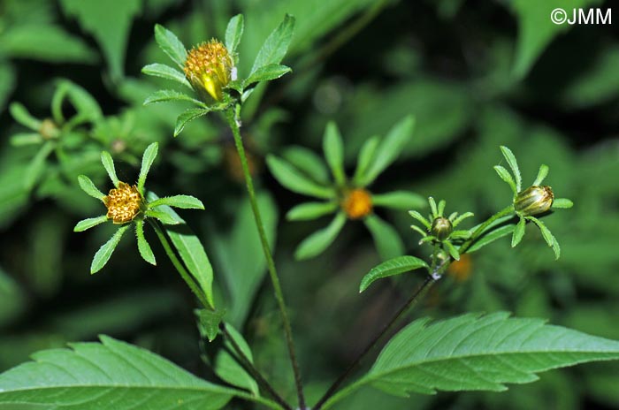 Bidens tripartita