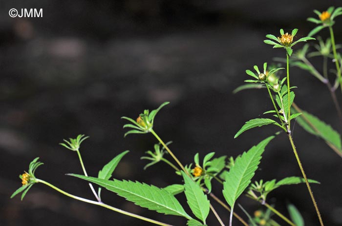 Bidens tripartita
