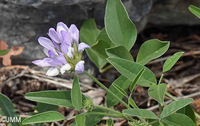 Bituminaria morisiana = Psoralea morisiana