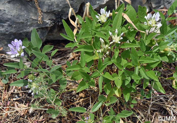 Bituminaria morisiana = Psoralea morisiana