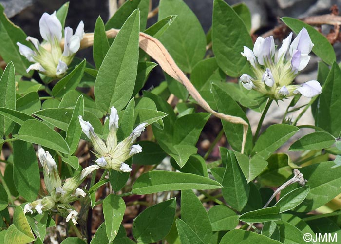 Bituminaria morisiana = Psoralea morisiana