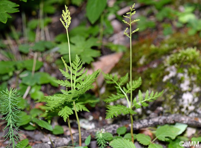Botrychium virginianum = Botrypus virginianus
