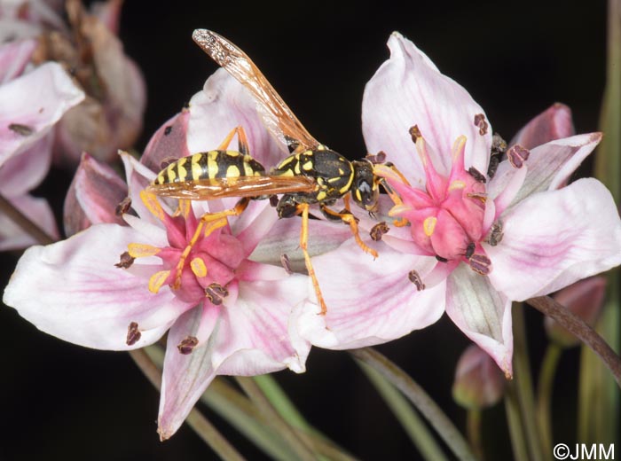 Butomus umbellatus