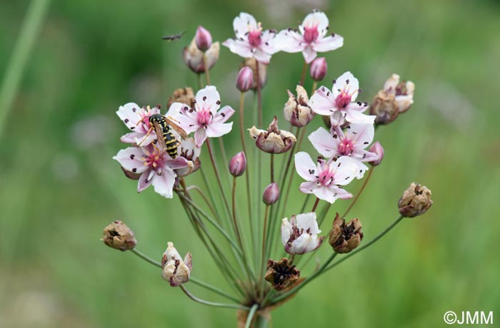 Butomus umbellatus