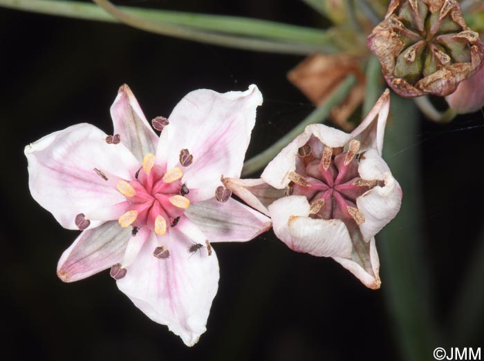 Butomus umbellatus