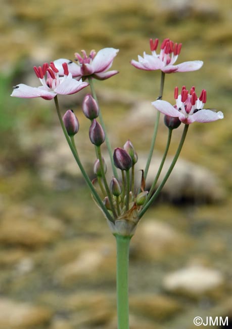 Butomus umbellatus
