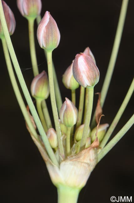 Butomus umbellatus