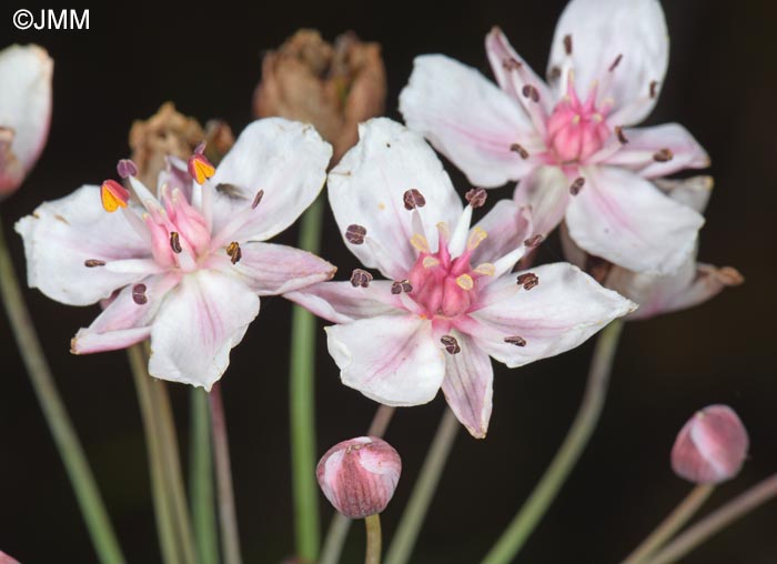 Butomus umbellatus