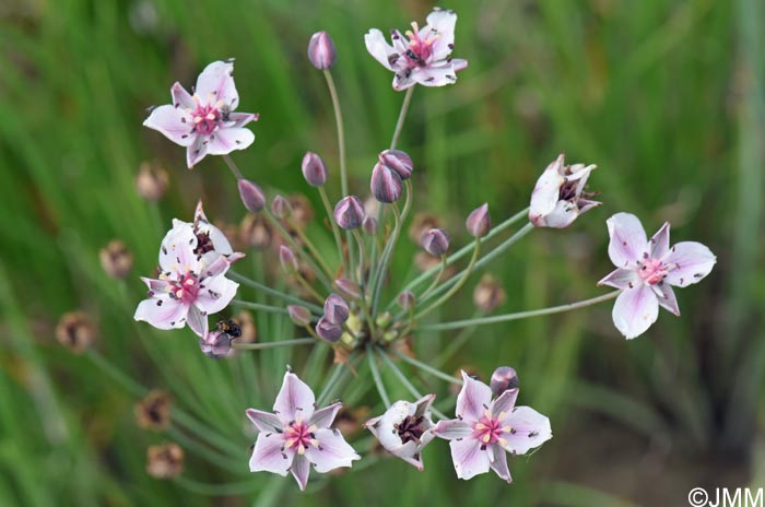 Butomus umbellatus