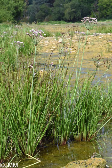Butomus umbellatus