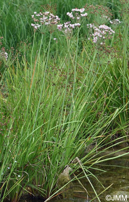 Butomus umbellatus