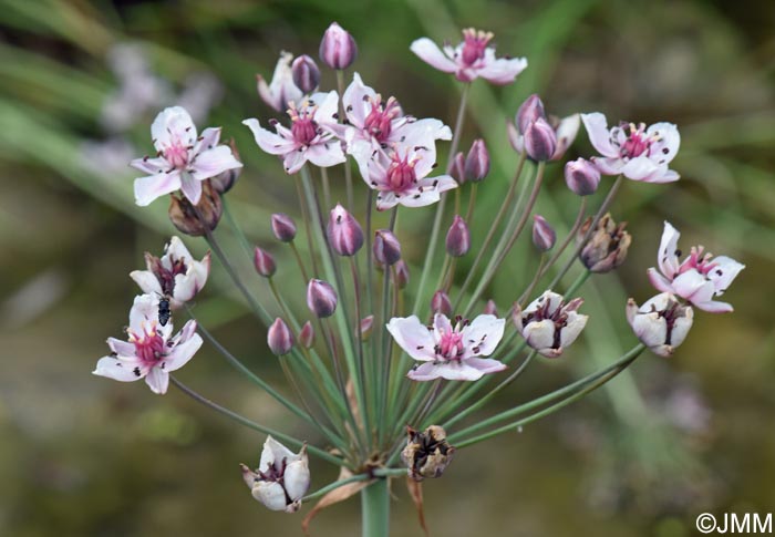 Butomus umbellatus