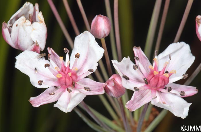 Butomus umbellatus