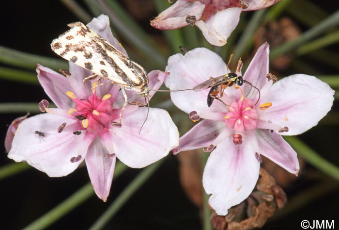 Butomus umbellatus