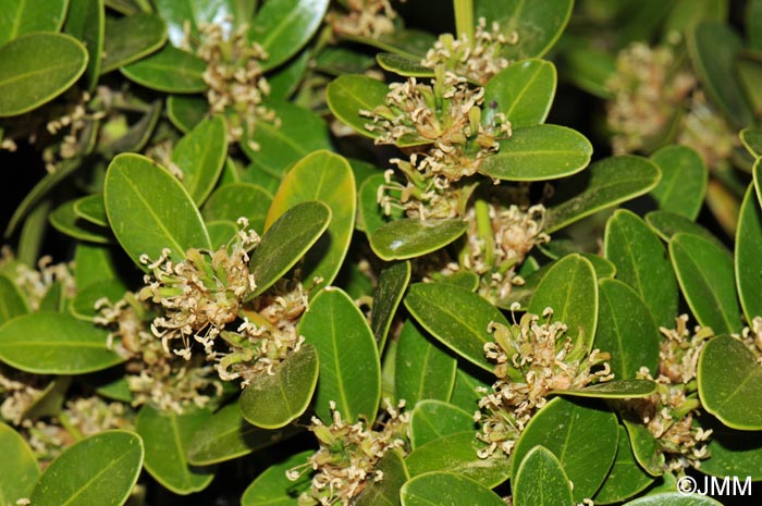 Buxus balearica