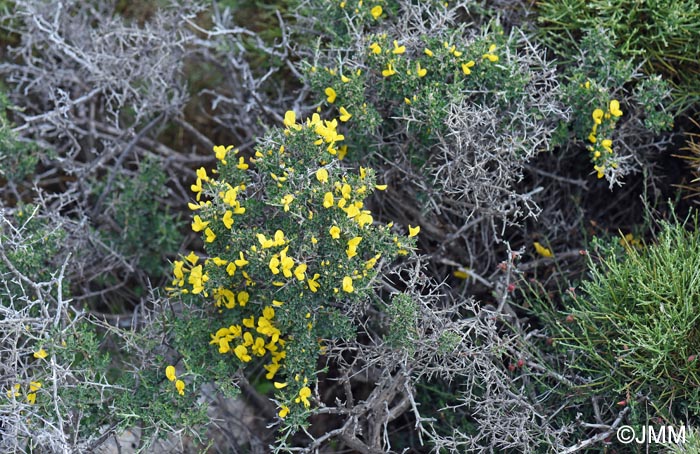 Calicotome villosa = Cytisus laniger