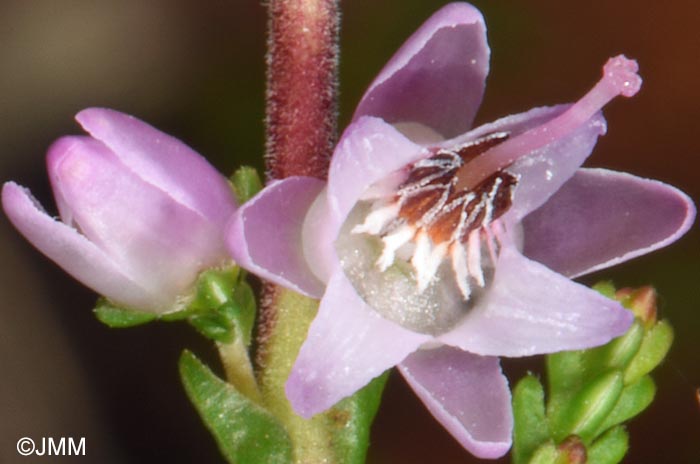 Calluna vulgaris