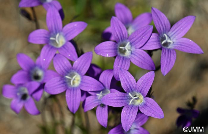 Campanula patula subsp. abietina = Campanula abietina