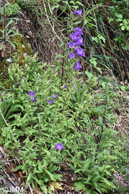 Campanula medium
