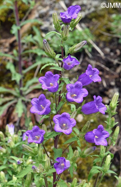 Campanula medium