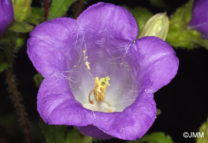 Campanula medium