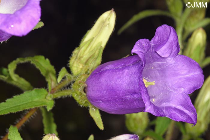 Campanula medium