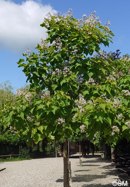 Catalpa bignonioides