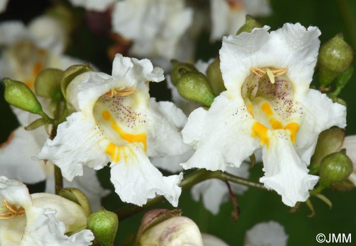Catalpa bignonioides