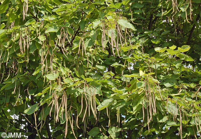 Catalpa bignonioides